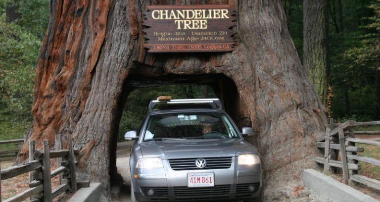 تونل درختی در کالیفرنیا