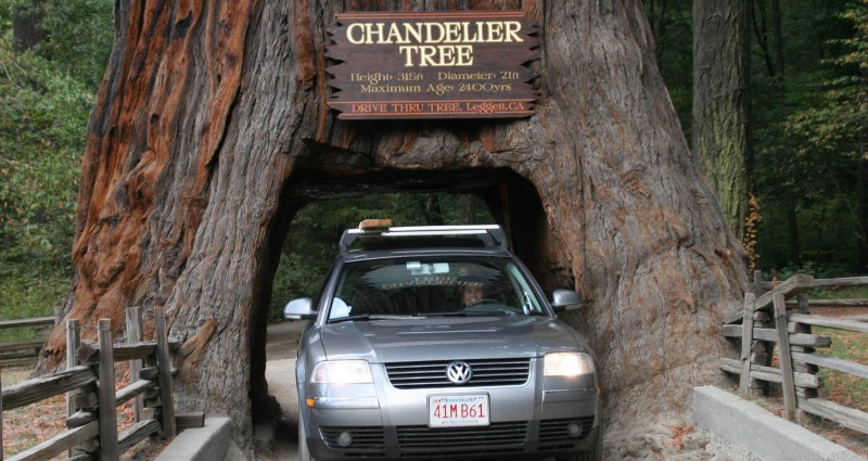 تونل درختی در کالیفرنیا